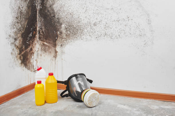 Best Residential Mold Removal  in Bethany, OR