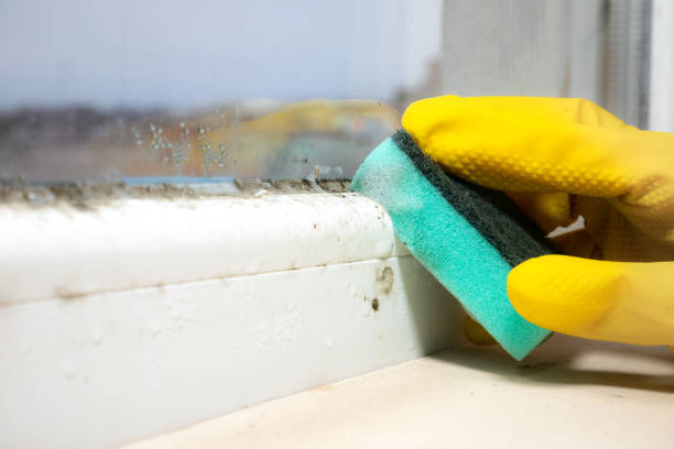 Best Mold Damage Repair  in Bethany, OR