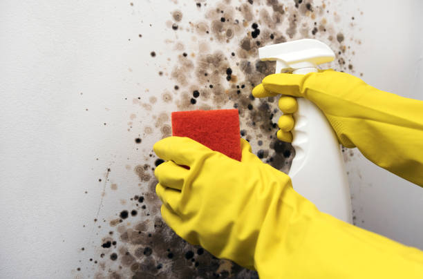 Crawl Space Mold Removal in Bethany, OR