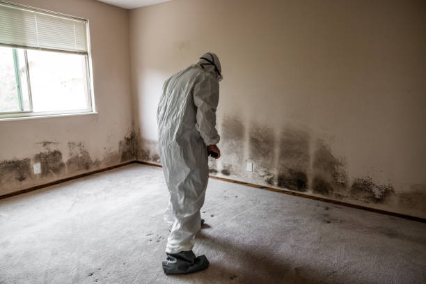 Best Attic Mold Removal  in Bethany, OR