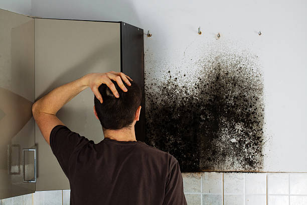 Office Mold Removal Services in Bethany, OR