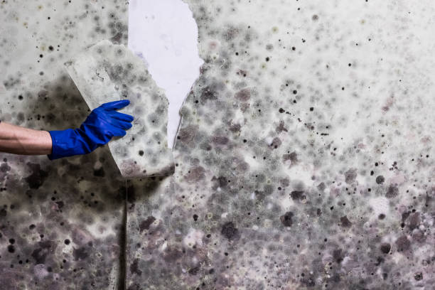 Best Commercial Mold Removal  in Bethany, OR