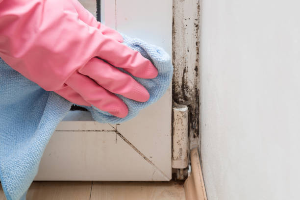Professional Mold Removal in Bethany, OR