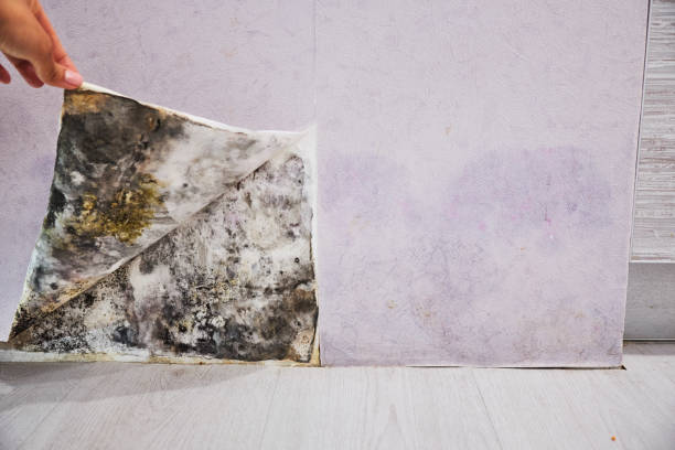 Best Office Mold Removal Services  in Bethany, OR